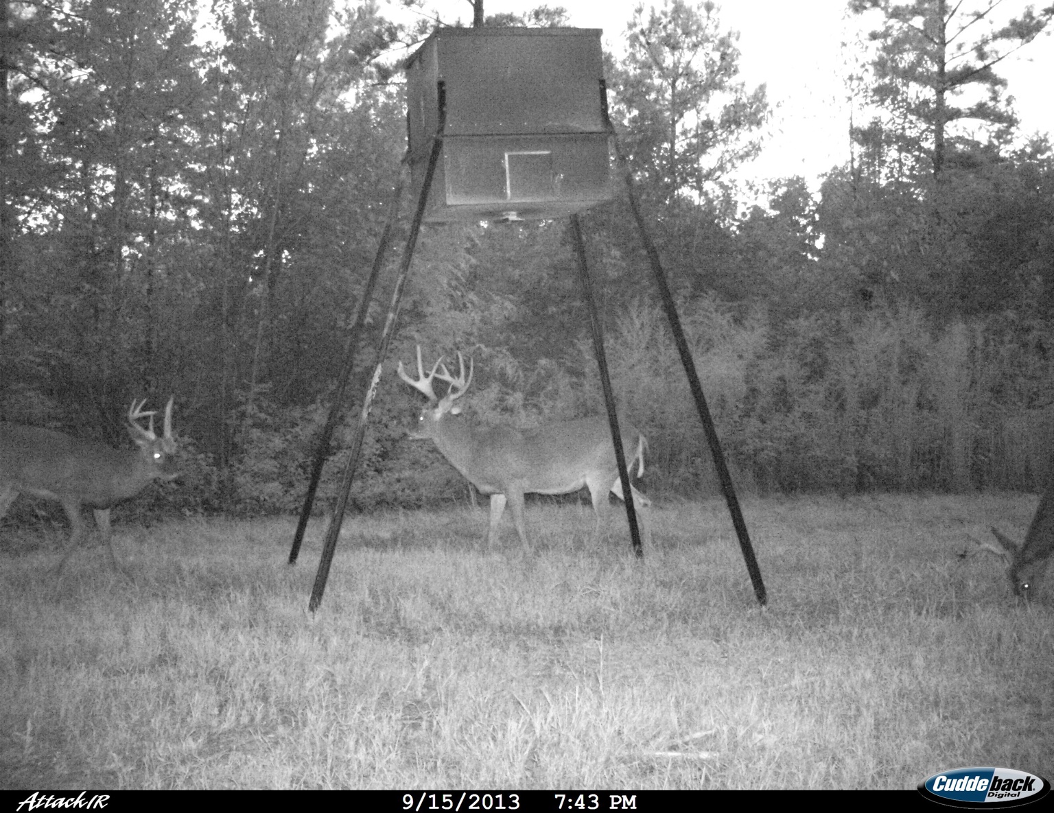 Close view of the large whitetail buck standing beneath a feeder at Carpenter Preserve.