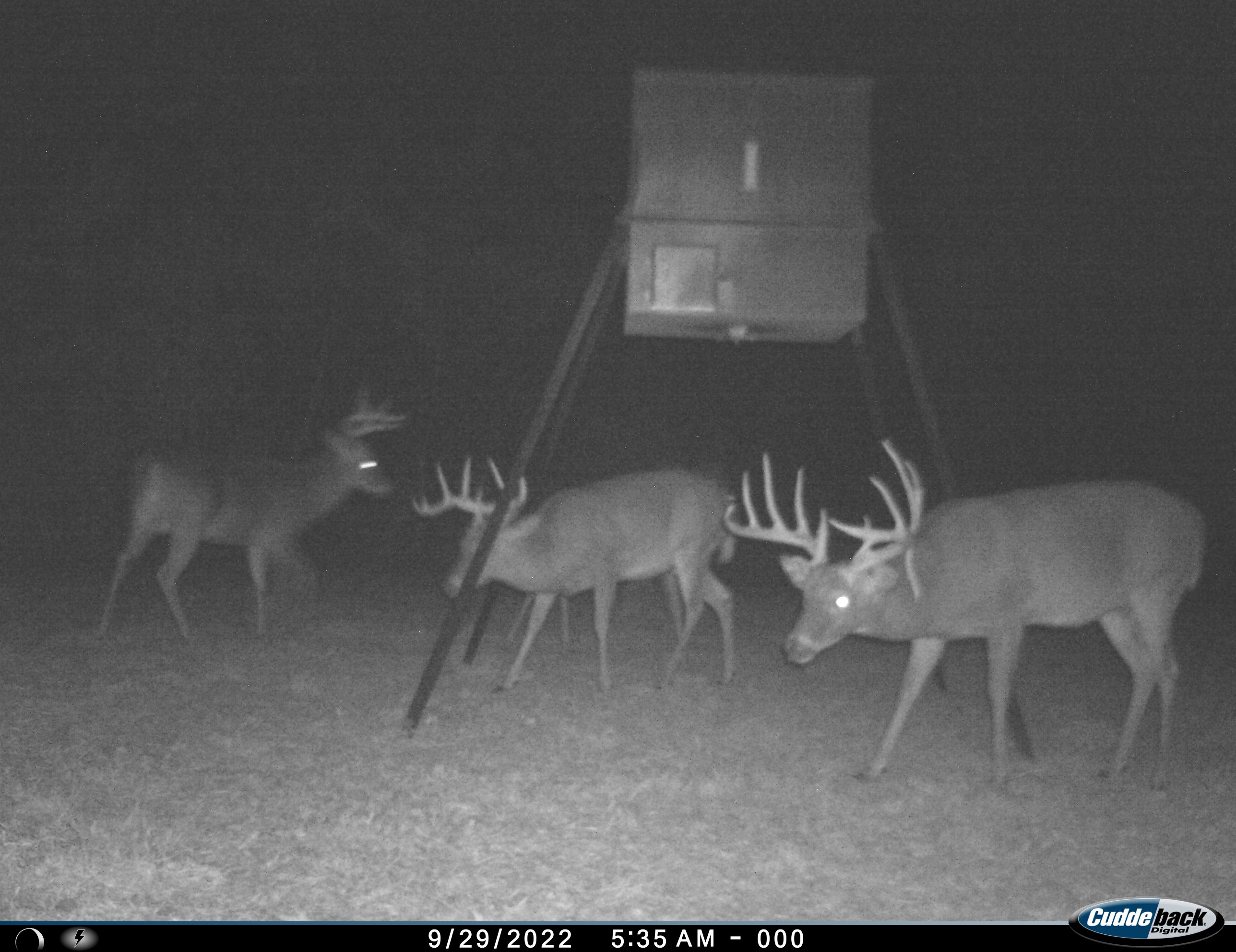 Large whitetail buck in profile beside a feeder in a nighttime trail-camera photograph at Carpenter Preserve.