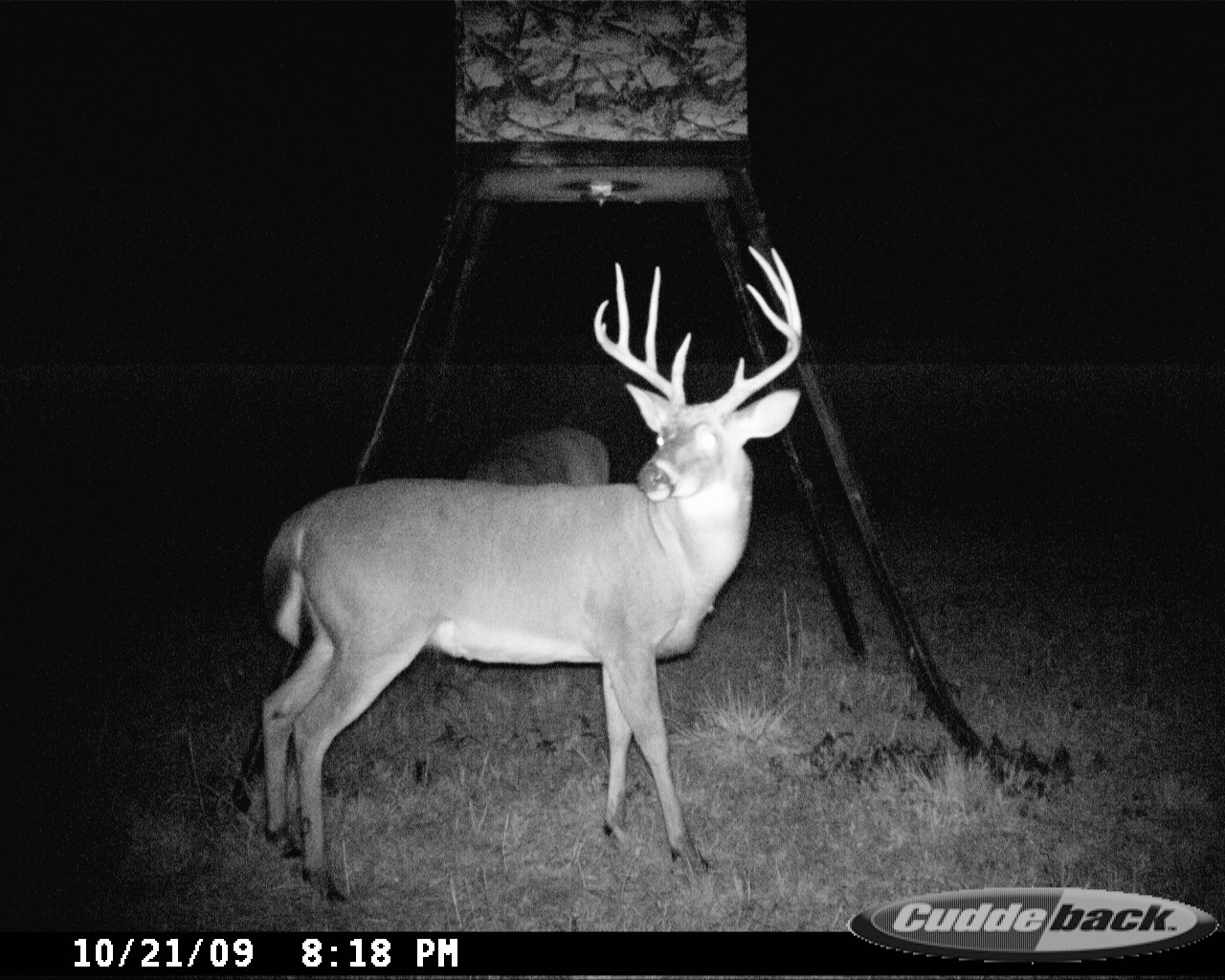 Whitetail buck standing in profile and looking toward the trail camera beneath a feeder at night at Carpenter Preserve.