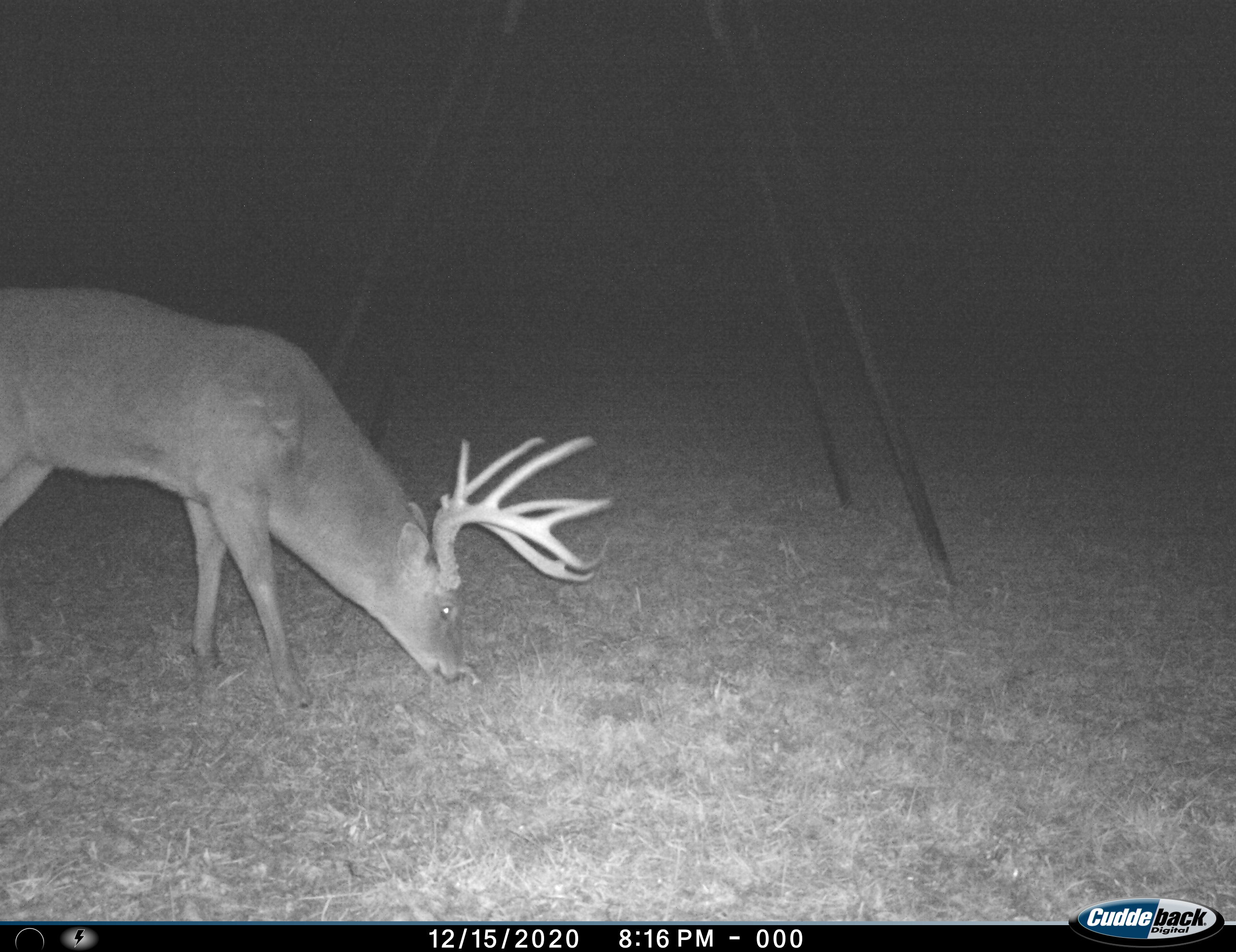 Large-antlered whitetail buck feeding in a nighttime trail-camera photograph at Carpenter Preserve.