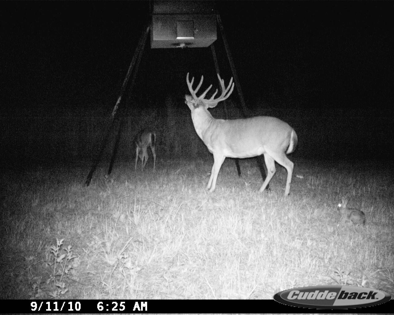 Large-antlered whitetail buck in profile beneath a feeder at night at Carpenter Preserve.