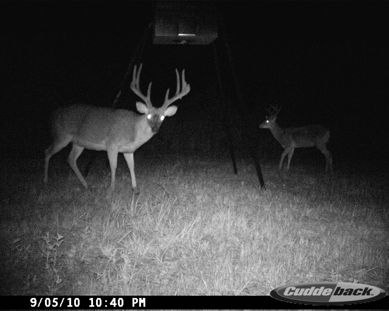 Large-antlered whitetail buck facing the trail camera in a nighttime photograph at Carpenter Preserve.
