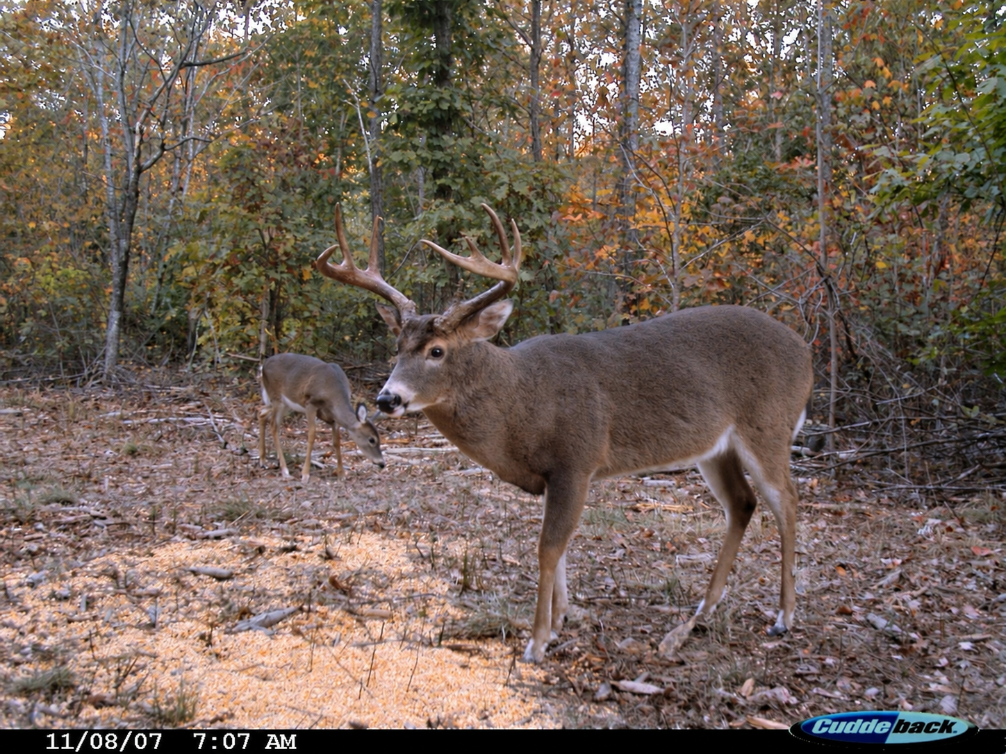 Mature buck standing in autumn woodland with another deer feeding behind.