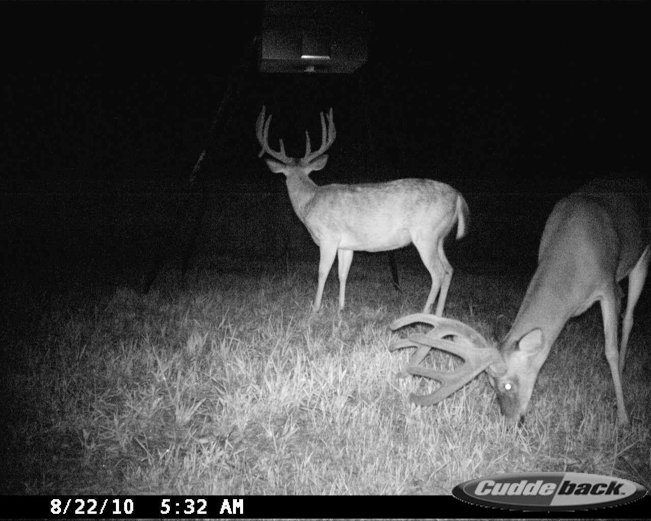 Two velvet-antlered whitetail bucks together in a nighttime trail-camera photograph at Carpenter Preserve, one standing and one feeding in the foreground.