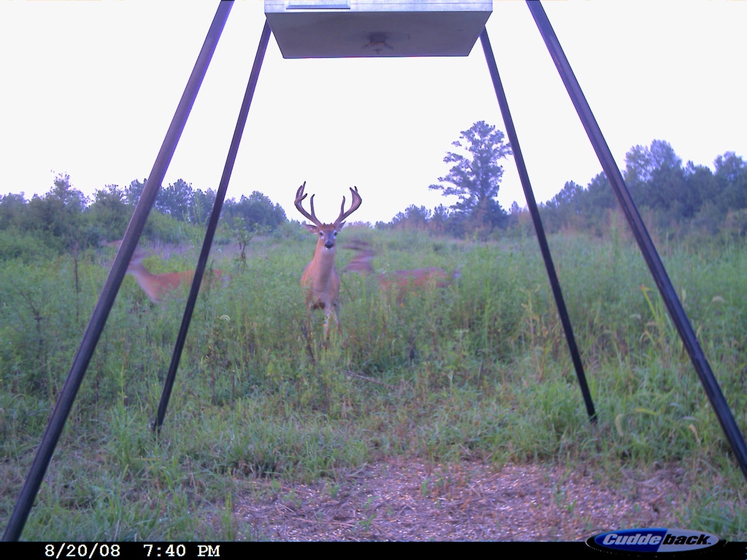 Velvet-antlered whitetail buck facing the trail camera in green cover beneath a feeder at Carpenter Preserve.