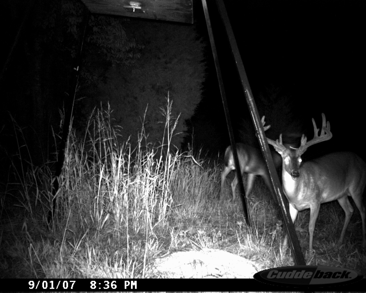 Velvet-antlered whitetail buck facing the trail camera beside a feeder at Carpenter Preserve, with another deer behind.