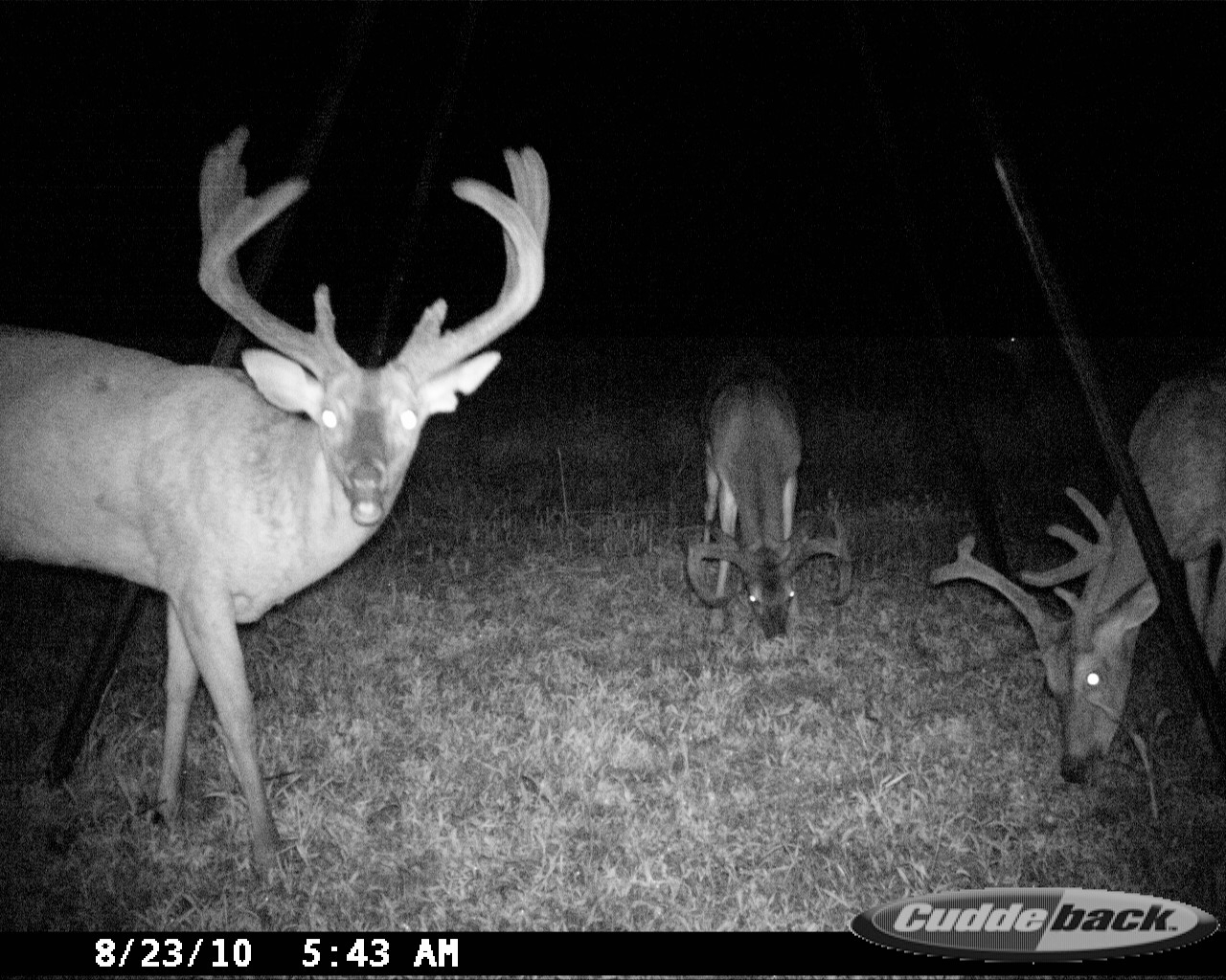 Three velvet-antlered bucks at night, with a large buck facing the trail camera in the foreground at Carpenter Preserve.