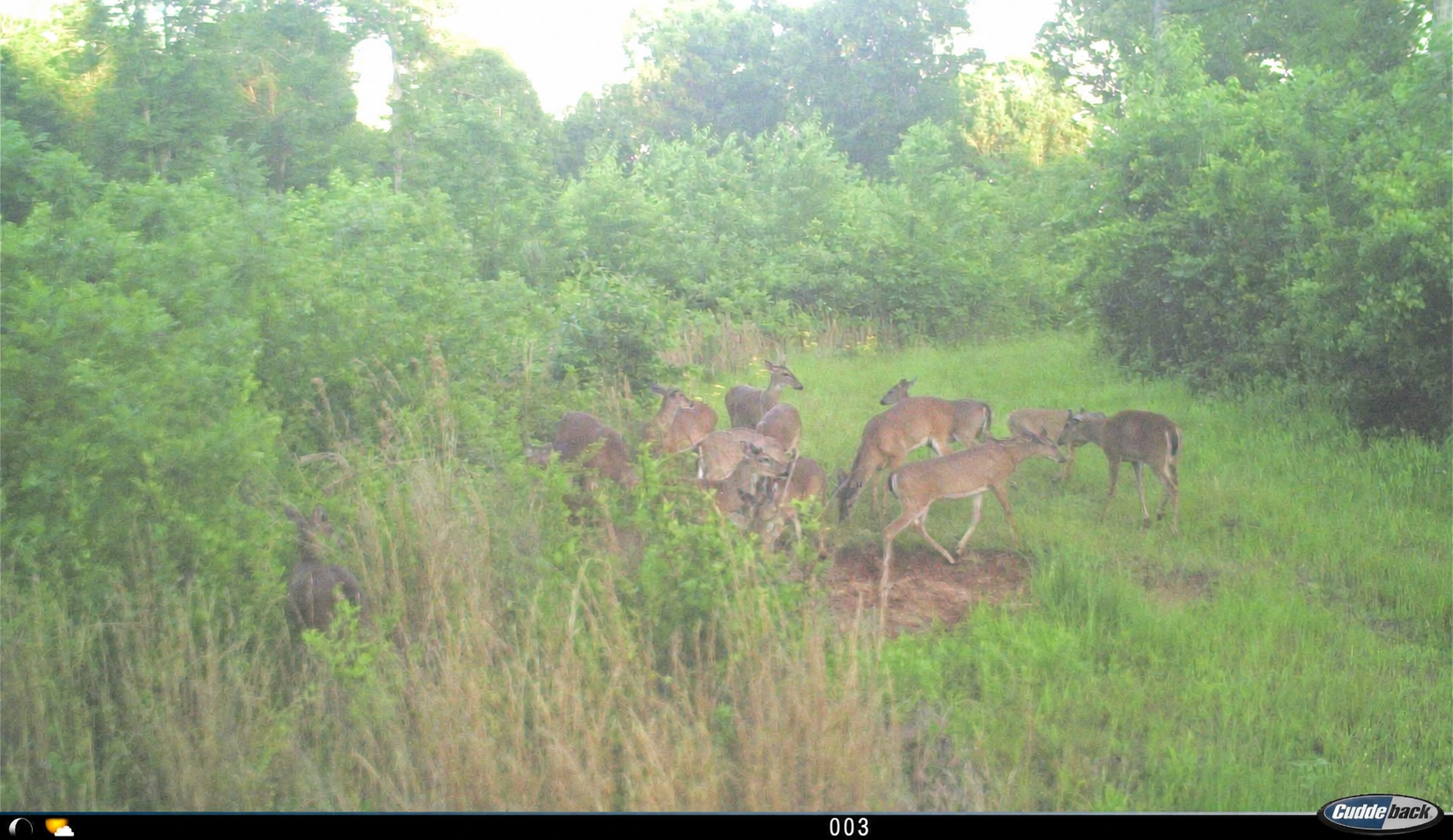 Deer herd gathered in a lush green woodland clearing at Carpenter Preserve.