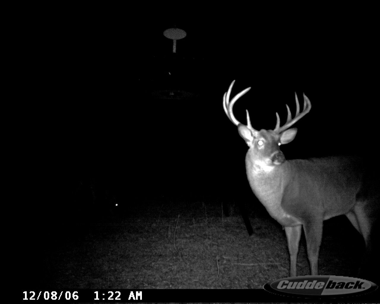 Large-antlered whitetail buck looking toward the trail camera at night at Carpenter Preserve.