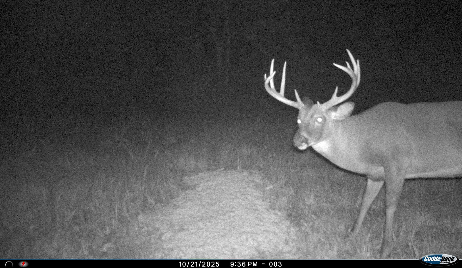 Wide-antlered buck looking toward the trail camera in a grassy clearing at night at Carpenter Preserve.
