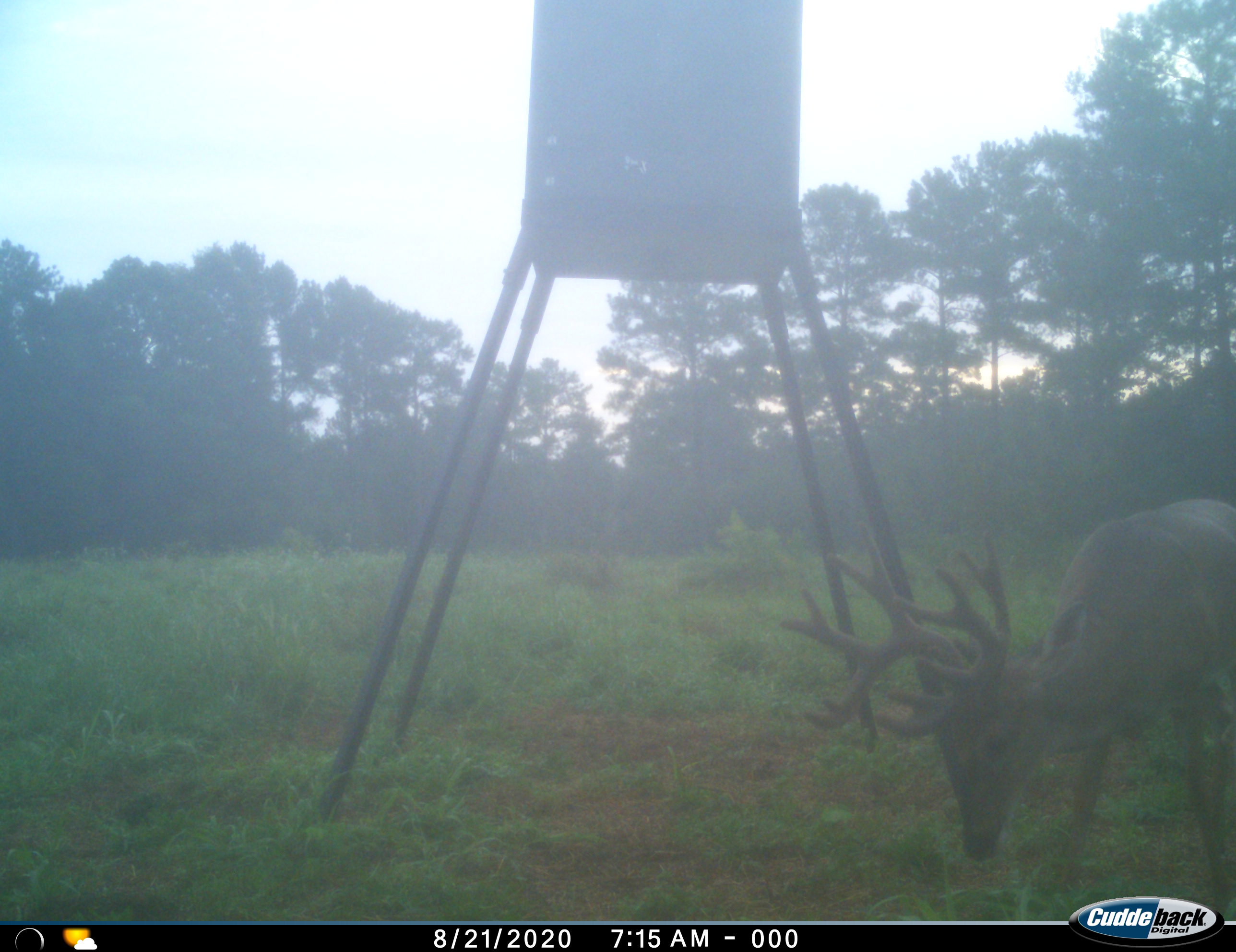 Velvet-antlered buck feeding beside a feeder in a misty morning field at Carpenter Preserve.