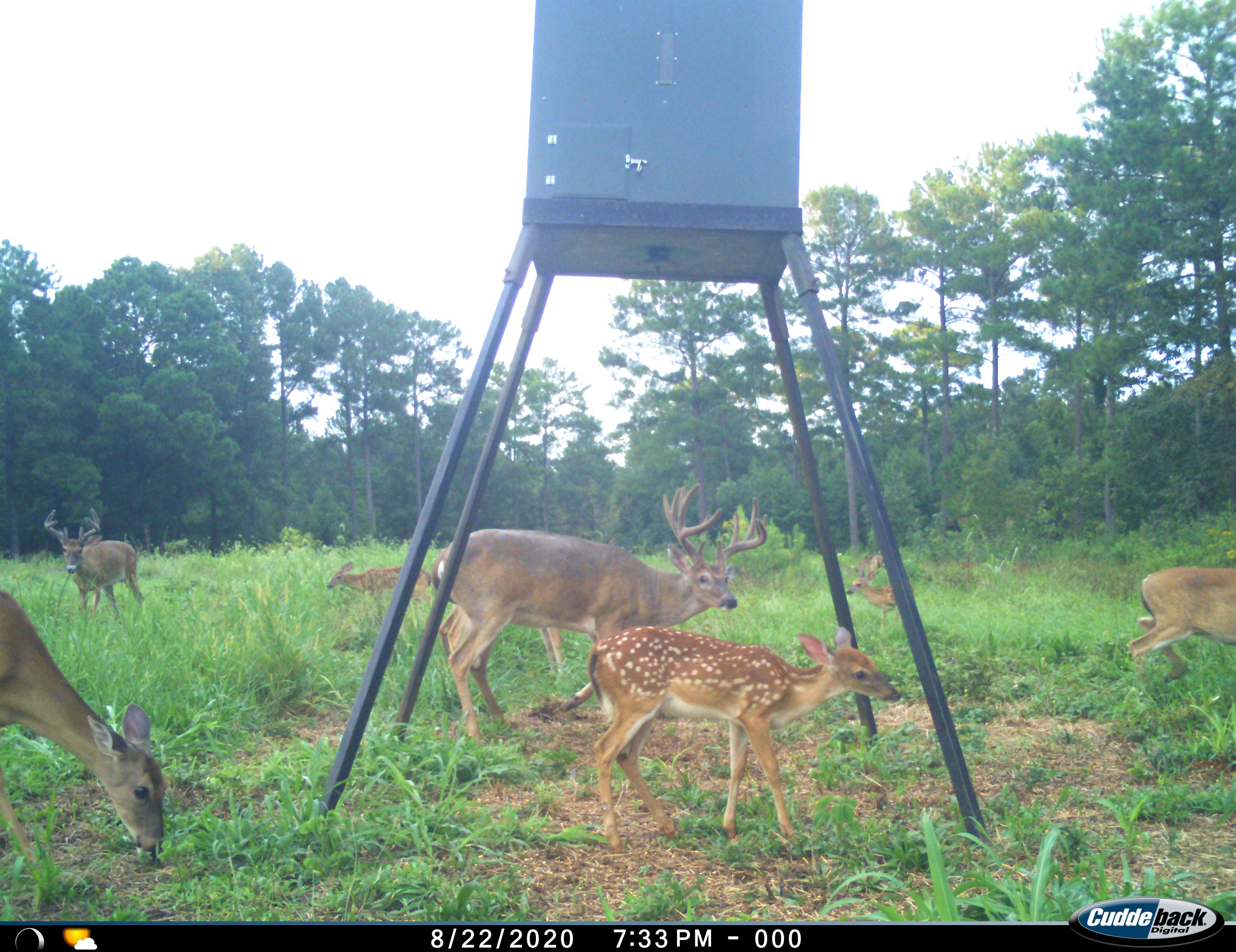 Large velvet-antlered buck with a spotted fawn beneath a feeder in a green clearing at Carpenter Preserve.