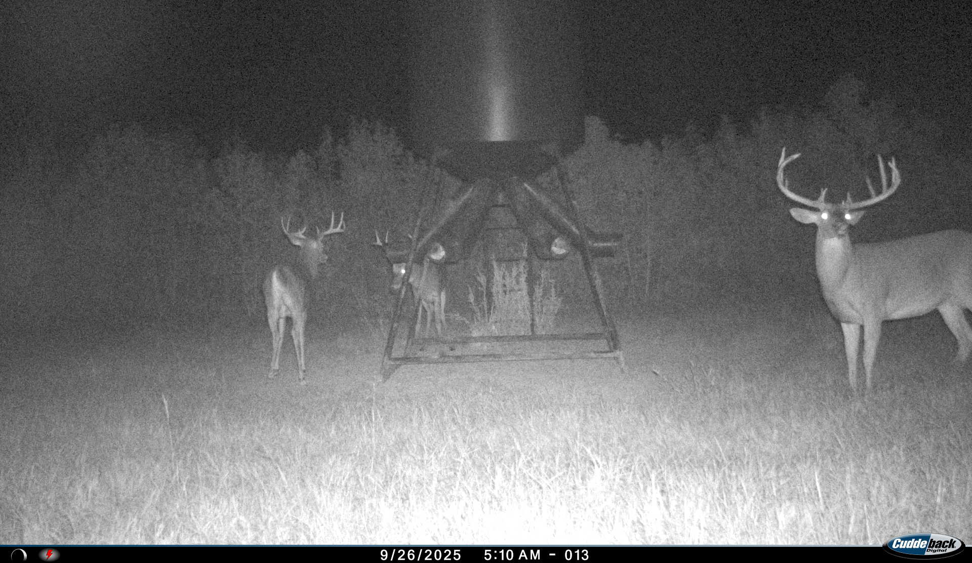 Wide-antlered buck facing the trail camera in a grassy clearing at night at Carpenter Preserve.