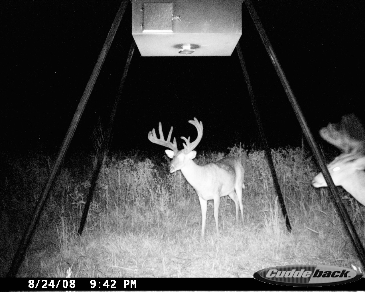Large whitetail buck with velvet antlers standing beneath a feeder in a nighttime trail-camera photograph at Carpenter Preserve.