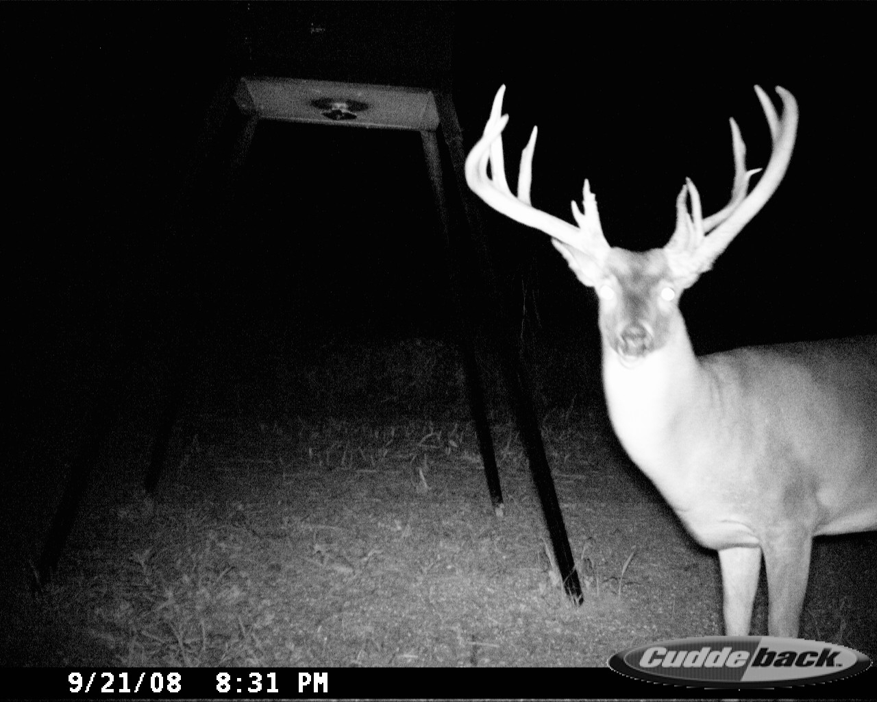 Large-antlered whitetail buck facing the trail camera beside a feeder at night at Carpenter Preserve.