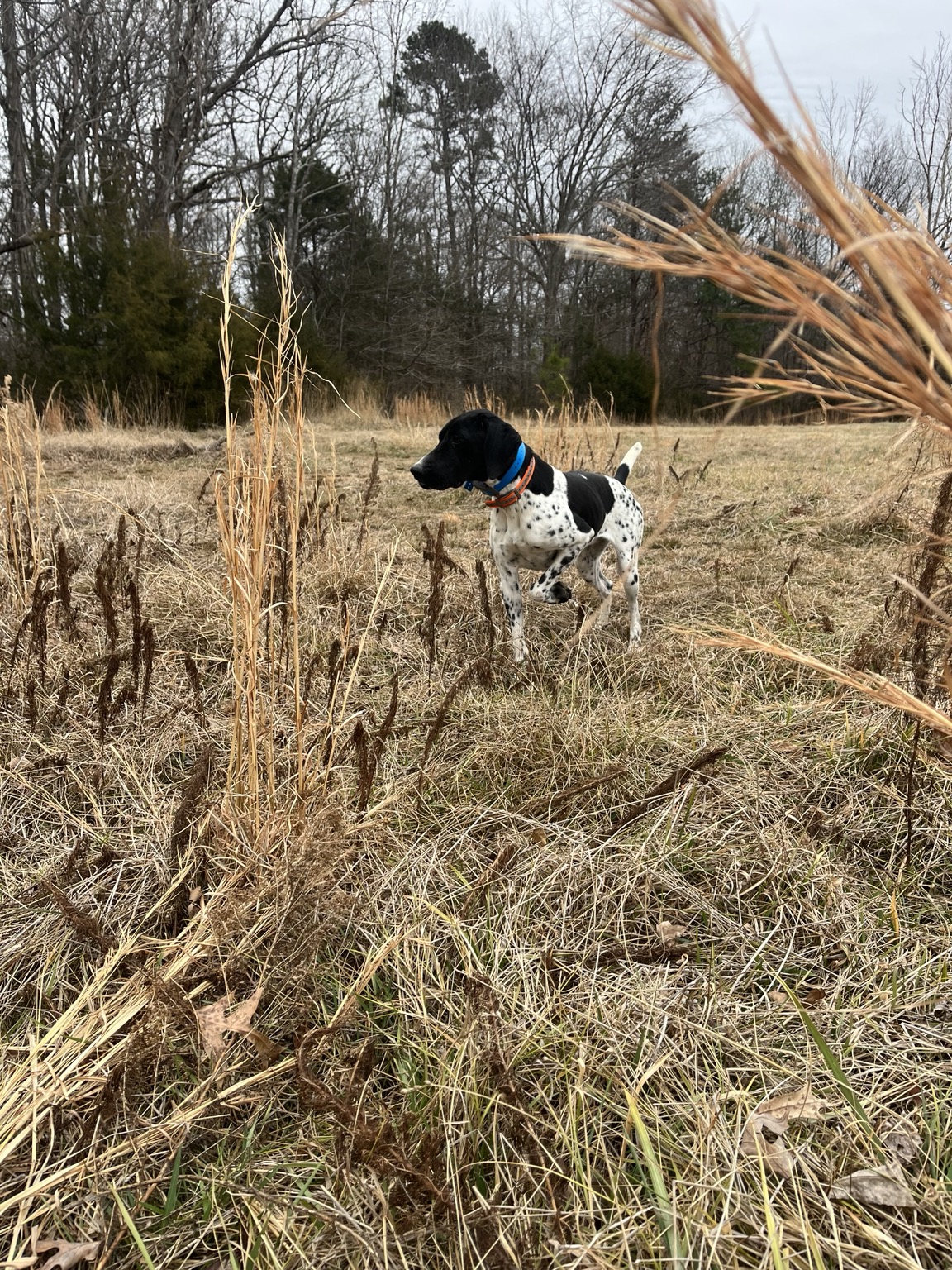 A black and white pointing dog holding point in winter grass