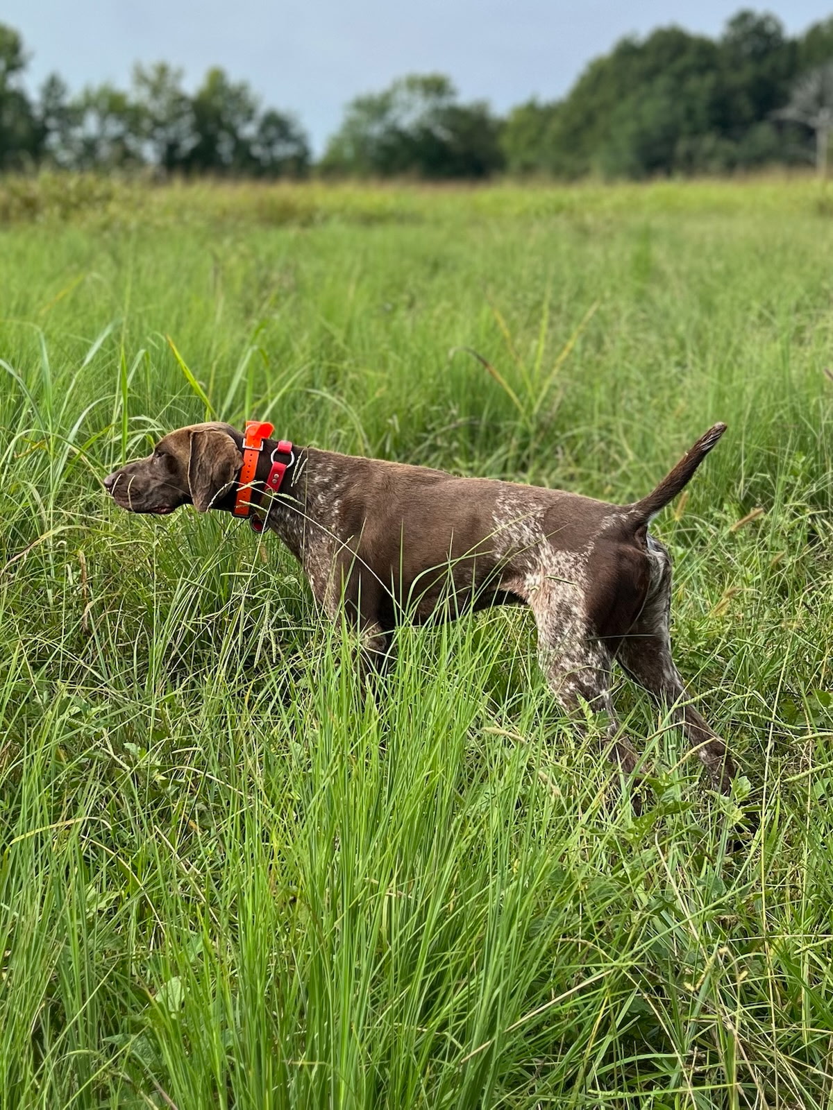 A brown pointing dog holding a firm point in tall green quail cover