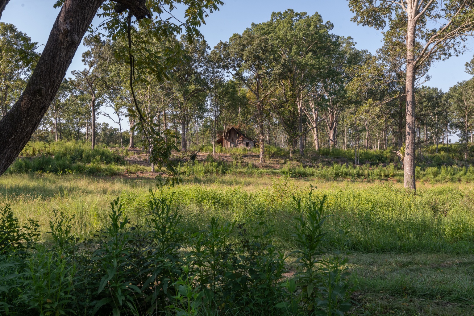 A small historic cabin within open oak savanna